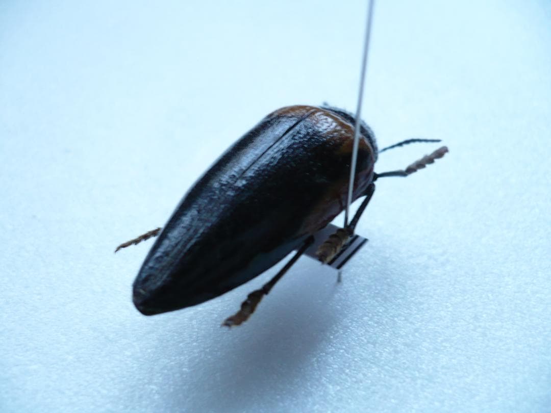 タンザニアのタマムシ Sternocera tricolor