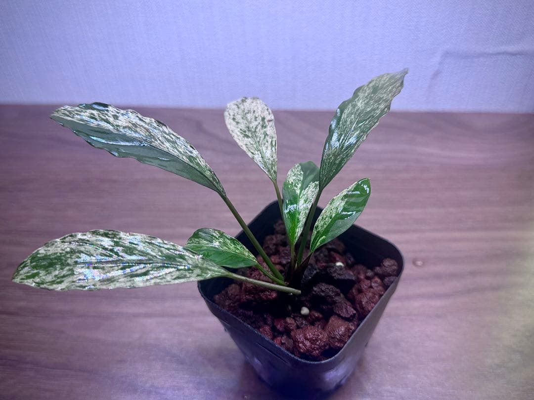 ブセファランドラ　斑入り株　Pipto Variegata