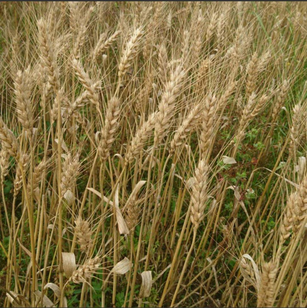 自然栽培玄麦　13kg 熊本県産