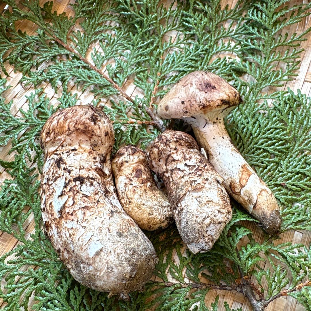 長野県南信州産‼️松茸 大小　4本セット 130g 10/24朝採れ