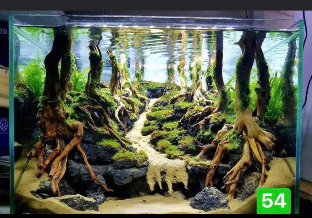 サンプル製品画像のセット。爬虫類ゲージ。水槽。流木。水生植物。流木 アクアリウム