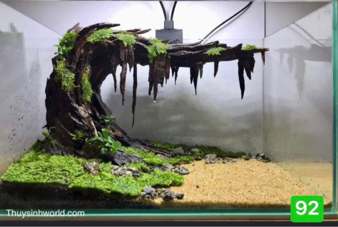 サンプル製品画像のセット。爬虫類ゲージ。水槽。流木。水生植物。流木 アクアリウム