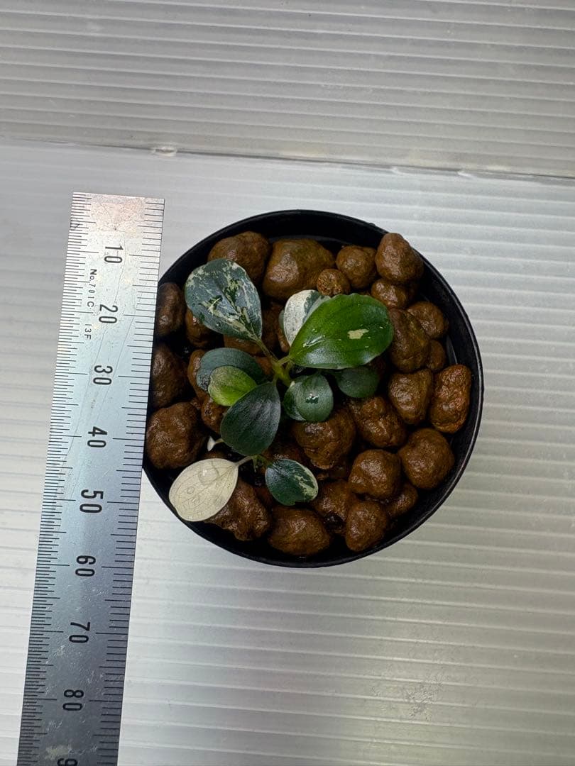 Bucephalandra sp. Variegata③