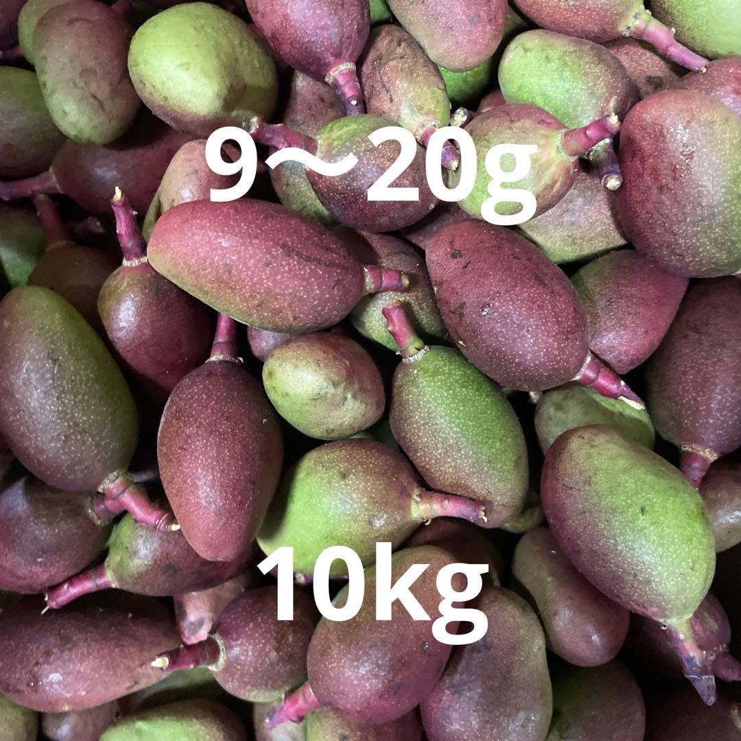 摘果マンゴー　99〜20g 10kg