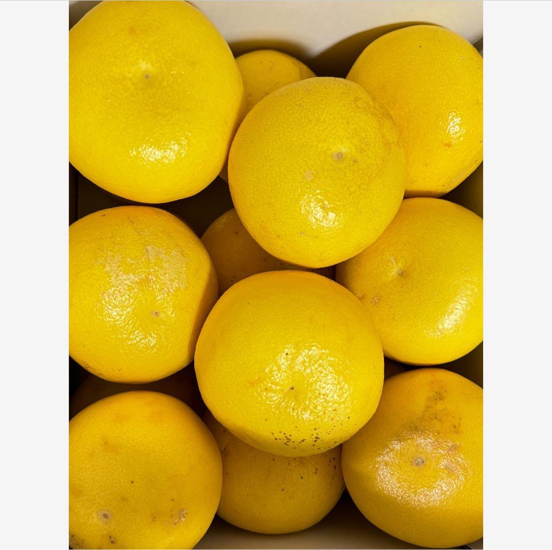 42高知特産 露地栽培 土佐文旦 3L4L文旦 約20kg 大玉 サイズ