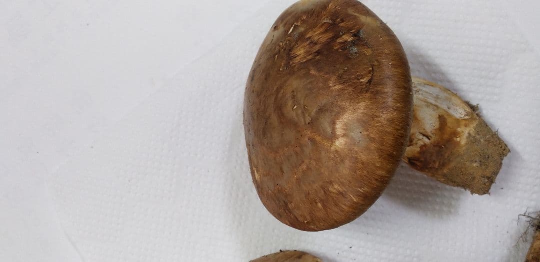 2 国産　松茸　長野県　送料込み