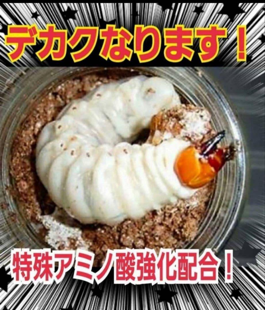ニジイロクワガタにお薦め！極上！黒アワビタケ菌糸瓶【10本】トレハロース強化配合