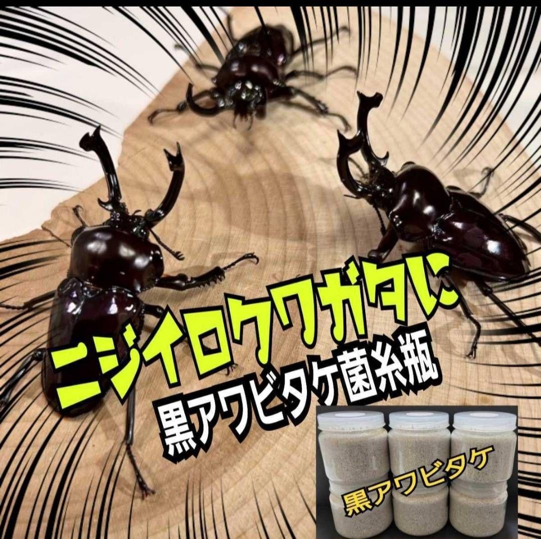 ニジイロクワガタにお薦め！極上！黒アワビタケ菌糸瓶【10本】トレハロース強化配合