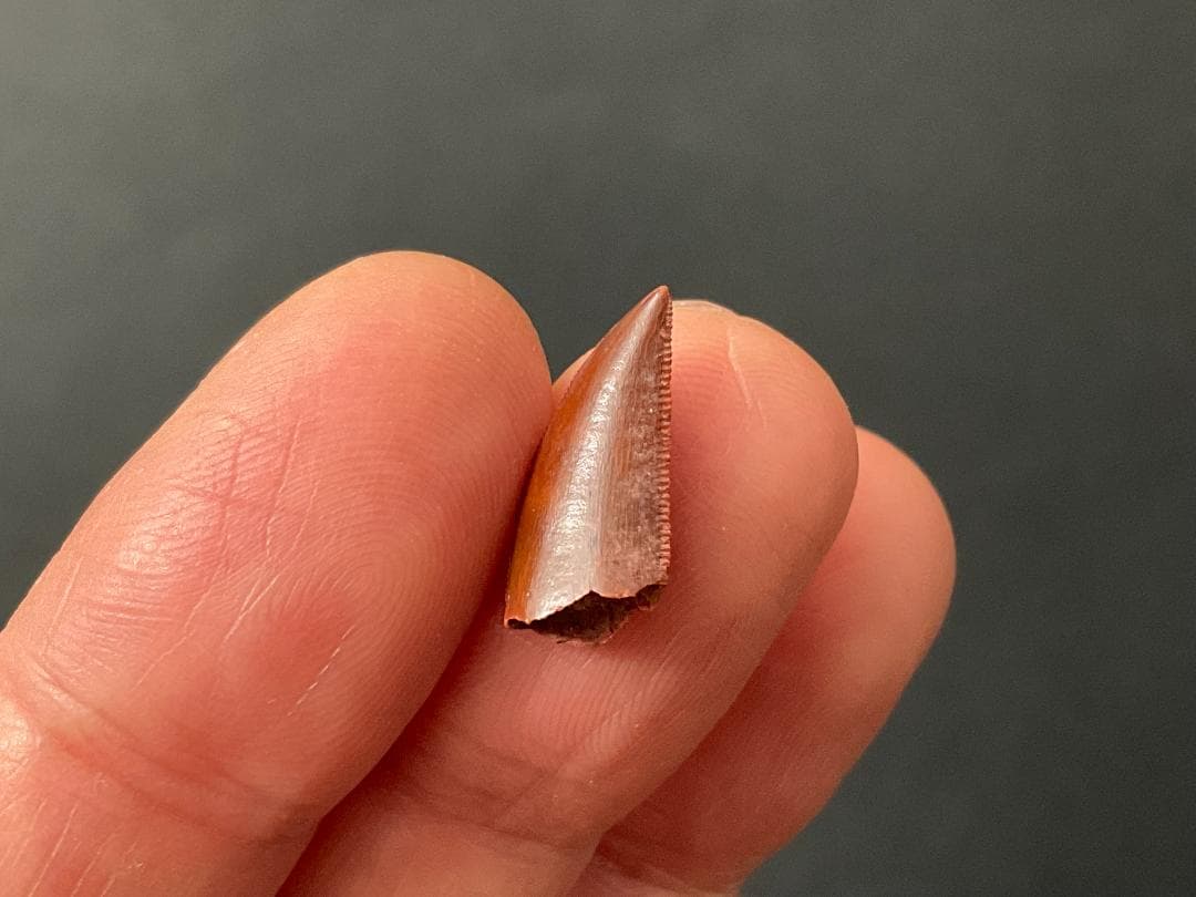 恐竜の歯 化石 [DS359] アベリサウルス 恐竜の化石