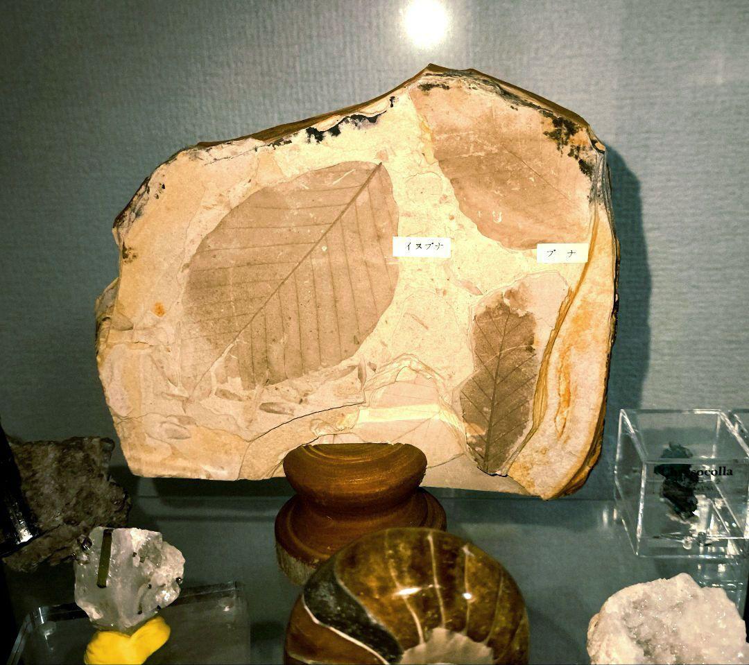 【極美品】葉の化石 （イヌブナ、ブナ、ヤマボウシ）塩原化石 天然石