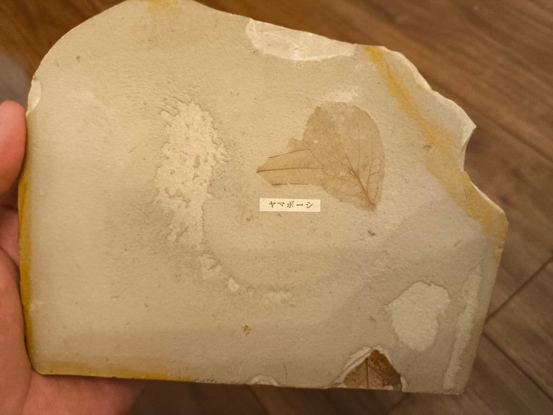 【極美品】葉の化石 （イヌブナ、ブナ、ヤマボウシ）塩原化石 天然石