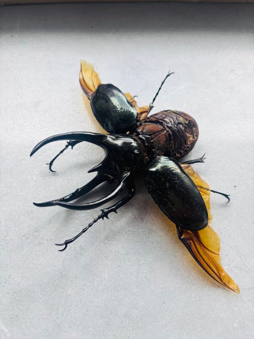 【激レア】　2024年 日本初入荷個体　コーカサスオオカブト　カンボジア産