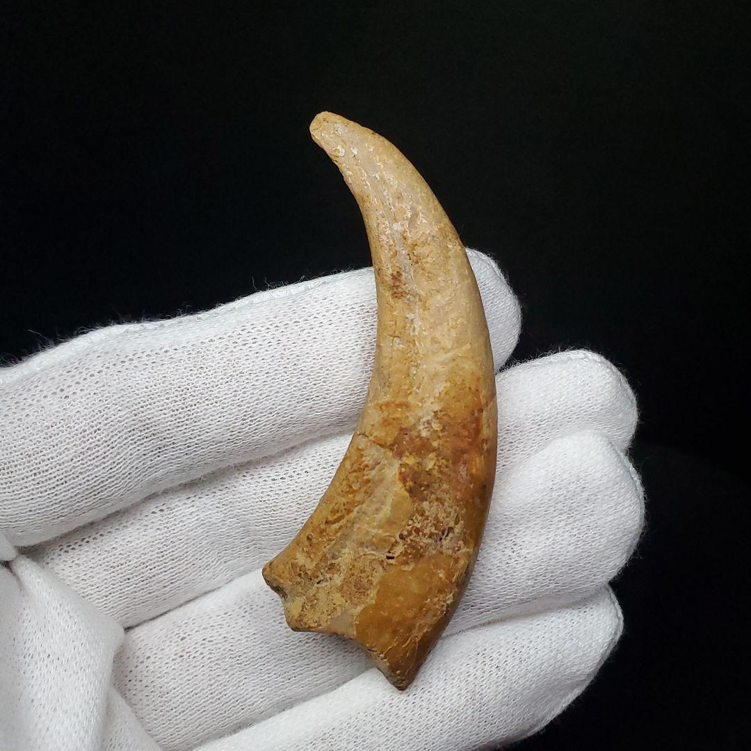 博物館級 アランカ 翼竜 爪 化石 本物 モロッコ産 61.84mm fr67