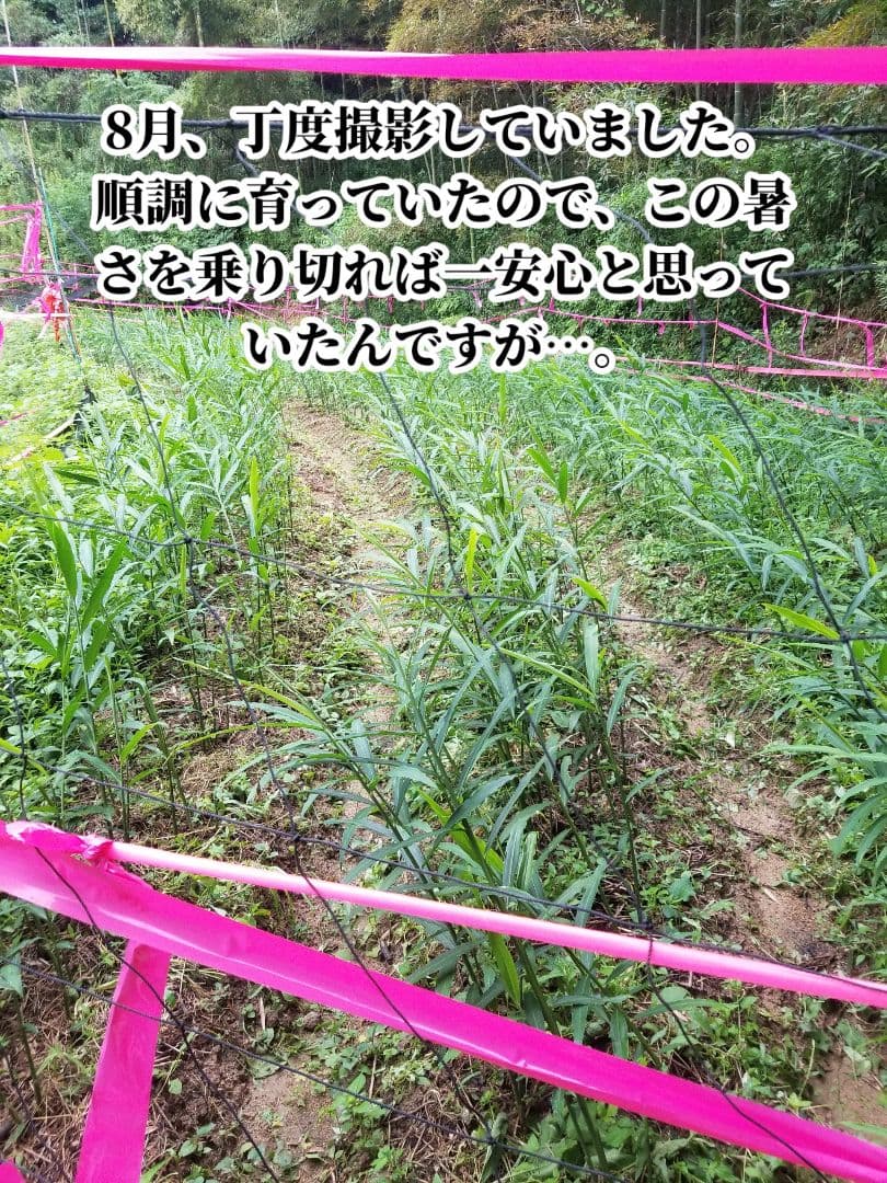 UZU 新生姜2,6kg 古根2,6kg 農薬肥料不使用 熊本県産