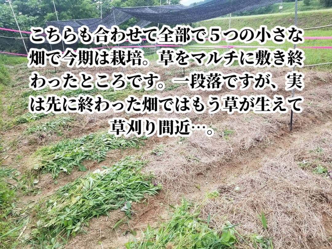 UZU 新生姜2,6kg 古根2,6kg 農薬肥料不使用 熊本県産