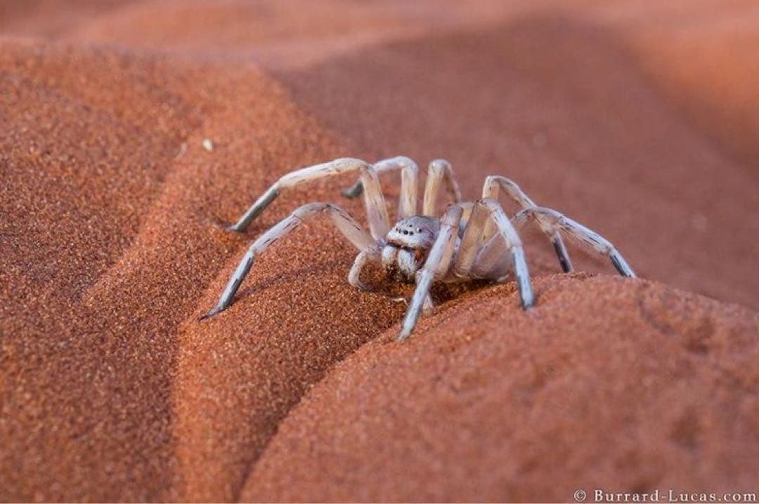 ドバイ砂漠のゴールデンサンド・天然インテリア用砂✨希少なお土産！15kg