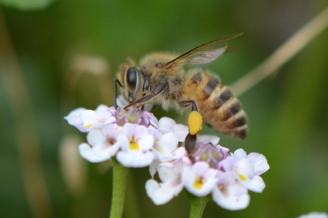 岐阜県産 日本蜜蜂の蜂蜜　純粋はちみつ 1500g (300g×5本） ②
