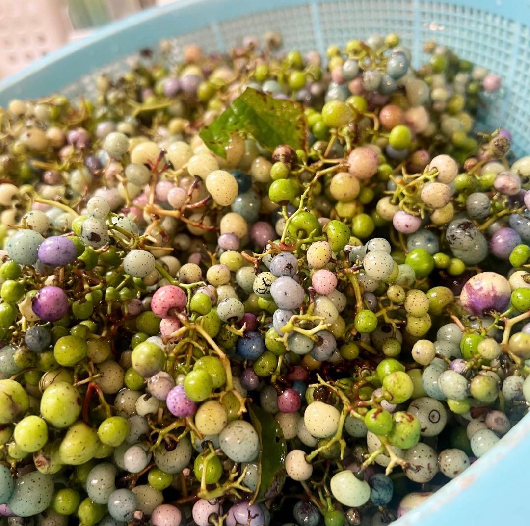 岩手県産 3kg250g×12袋 うまぶどう　冷凍クール便　薬膳　うまぶどう酒