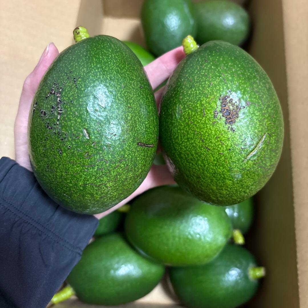 国産アボカド【ベーコン】(管理番号：6041）