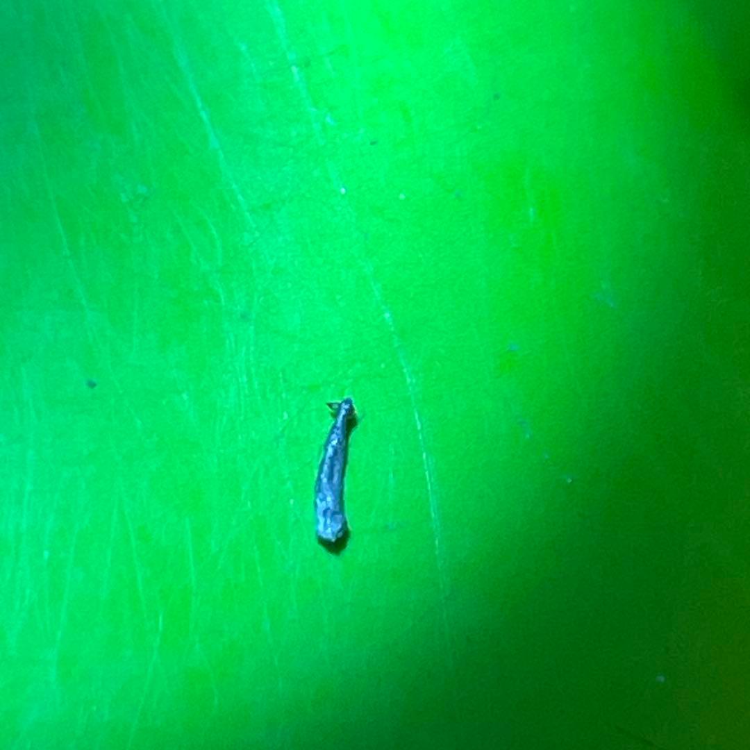 SHURE V15 TYPEⅢ 純正 MMカートリッジ MM TYPE3 HE