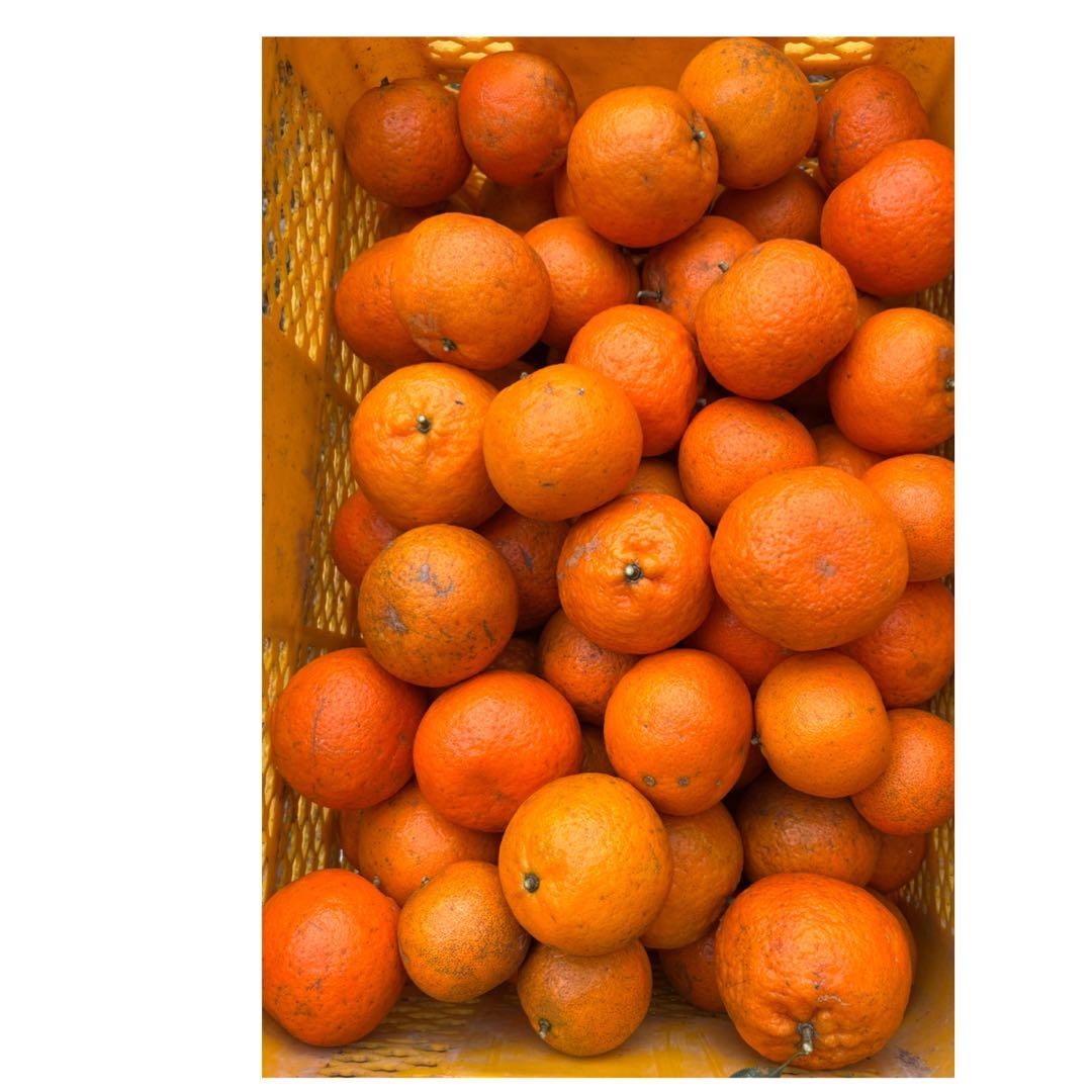 たんかん 10キロ　沖縄県産　農薬不使用