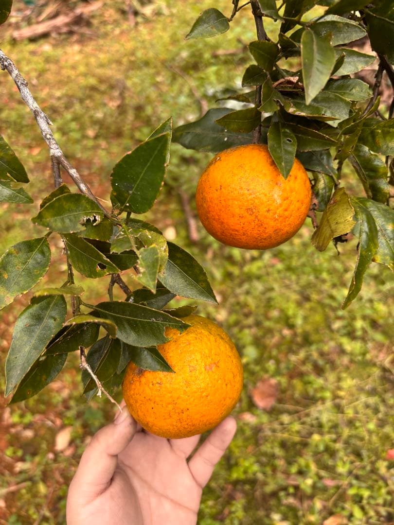 たんかん 10キロ　沖縄県産　農薬不使用