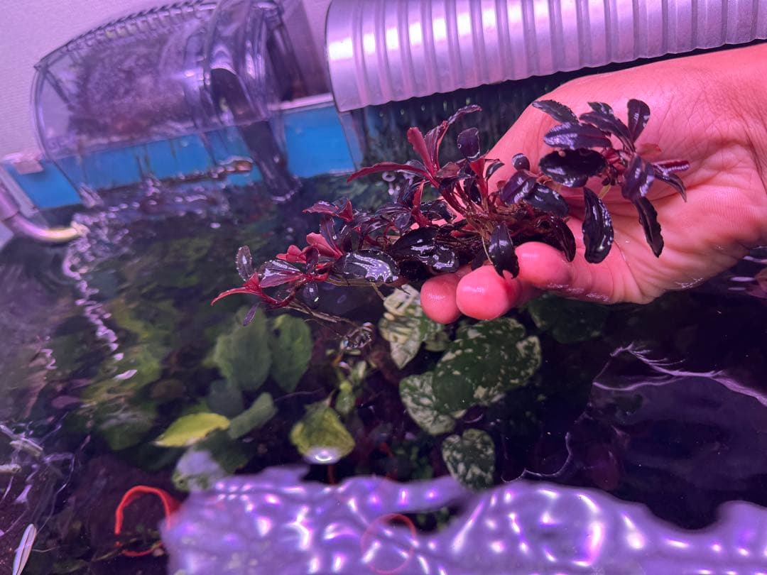 は*る様 ブセファランドラ Neo 2015 ― 大株　群生株　15株程度