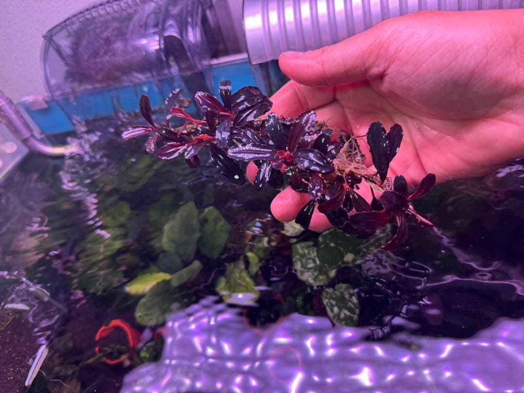 は*る様 ブセファランドラ Neo 2015 ― 大株　群生株　15株程度