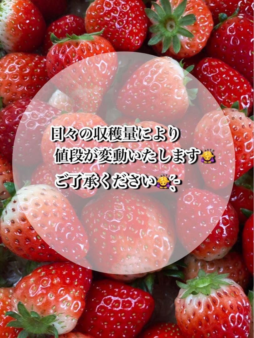 A級品 とちあいか いちご 25パック分　三田村様