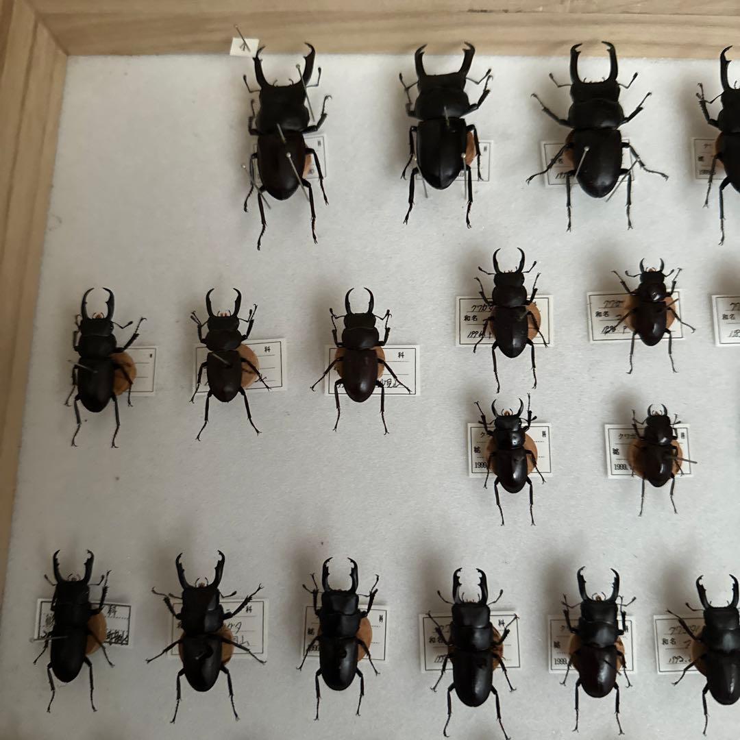 コクワガタ　スジクワガタ　ネブトクワガタ標本