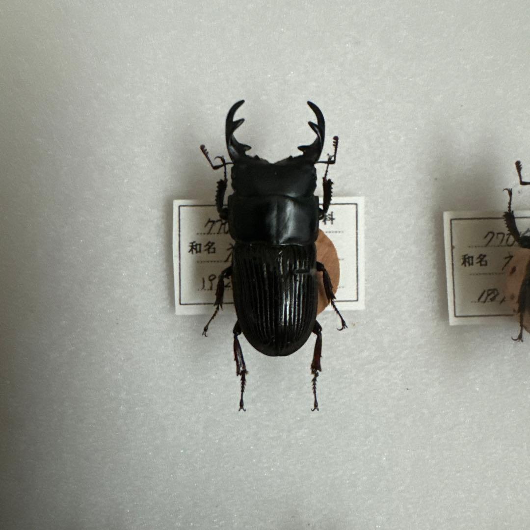 コクワガタ　スジクワガタ　ネブトクワガタ標本