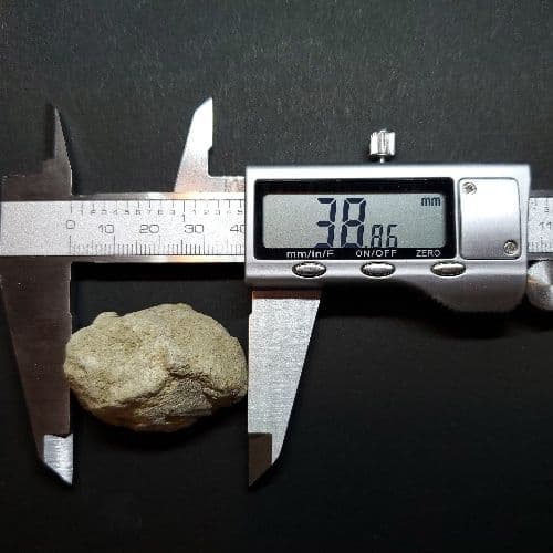 希少 ティラノサウルス 化石 骨 本物 アメリカ産 38.86mm tb93