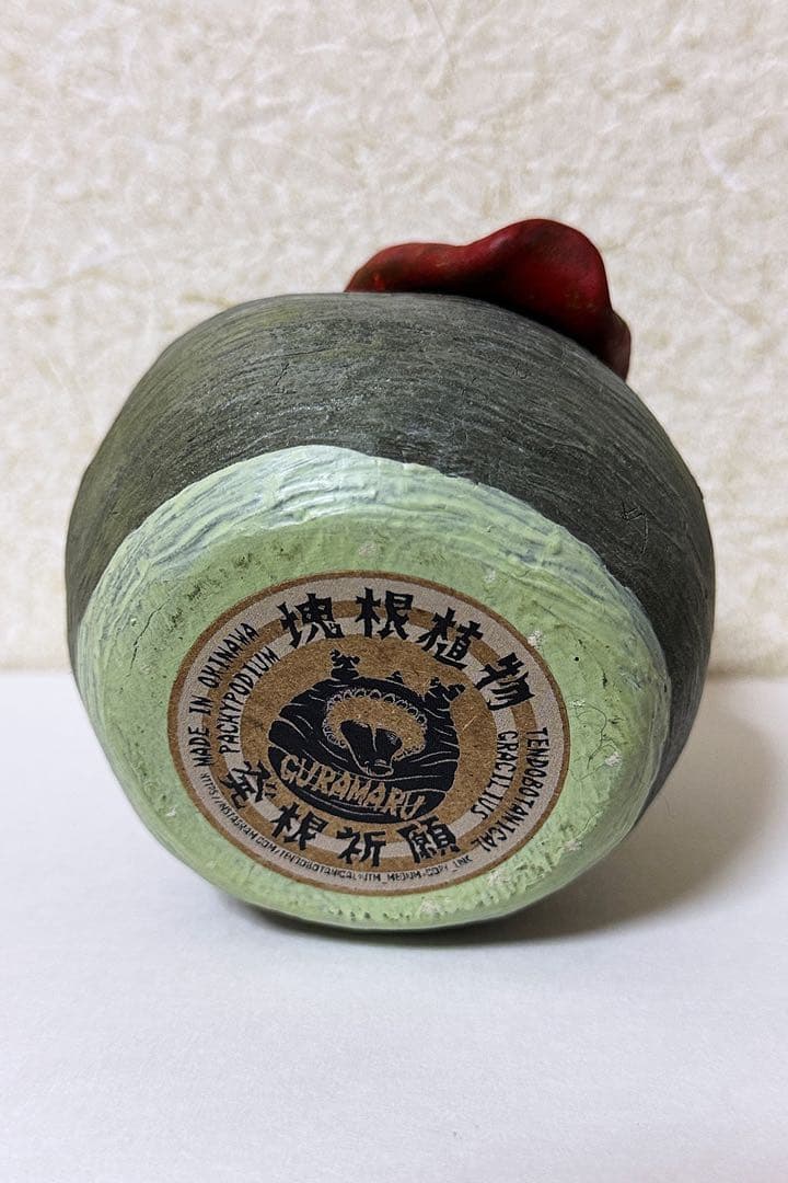 【最終価格・値下げ不可】TENDOBOTANICAL グラ丸1