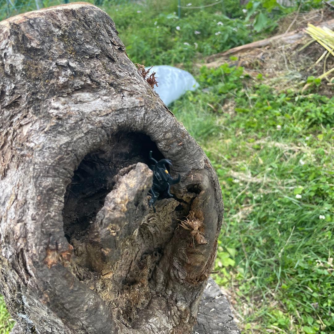 特大クワリウム　樹洞　登り木　エサ台　シェルター