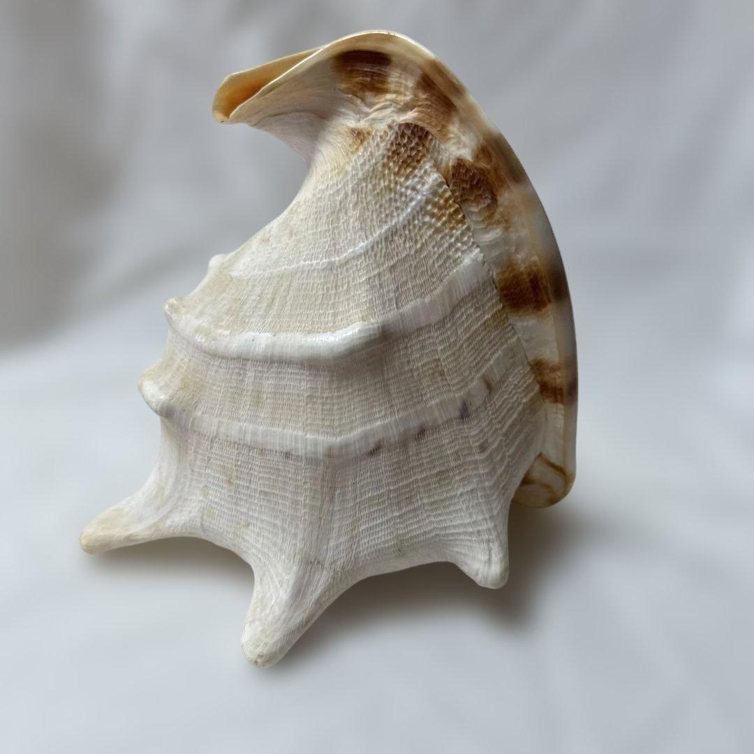 貝殻　置物
