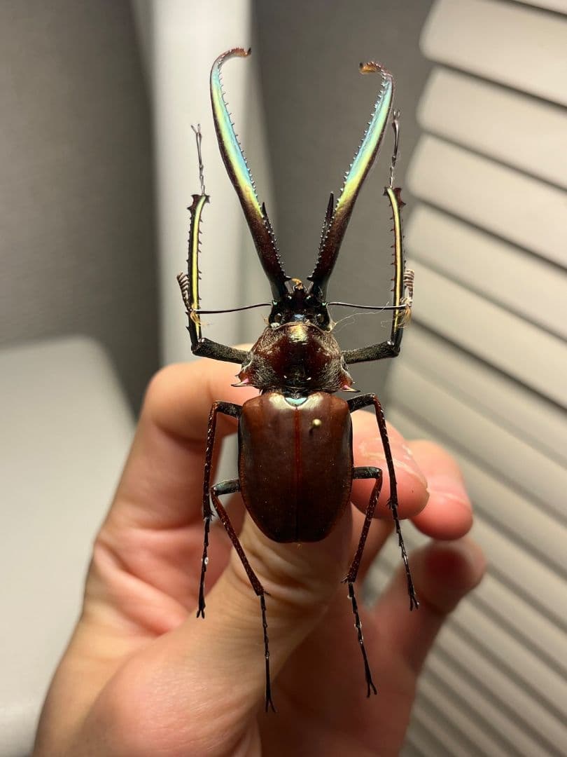 【75mm】チリクワガタ メタリフェルホソアカクワガタ Wild 昆虫標本