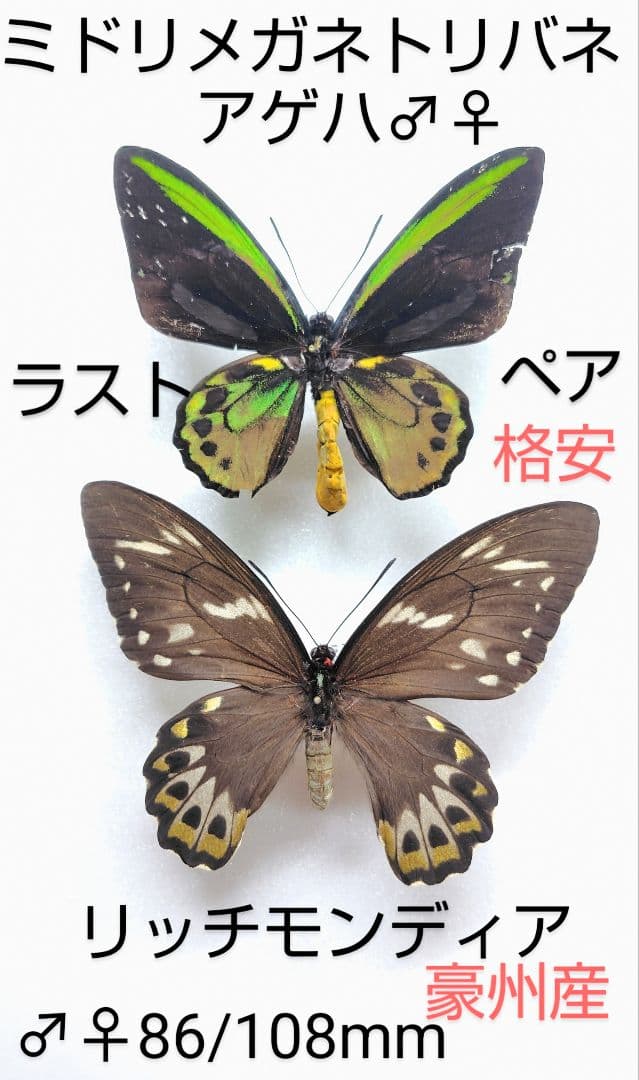 最終価格‼️ミドリメガネトリバネアゲハ♂♀標本★オーストラリア産★ 稀貴重
