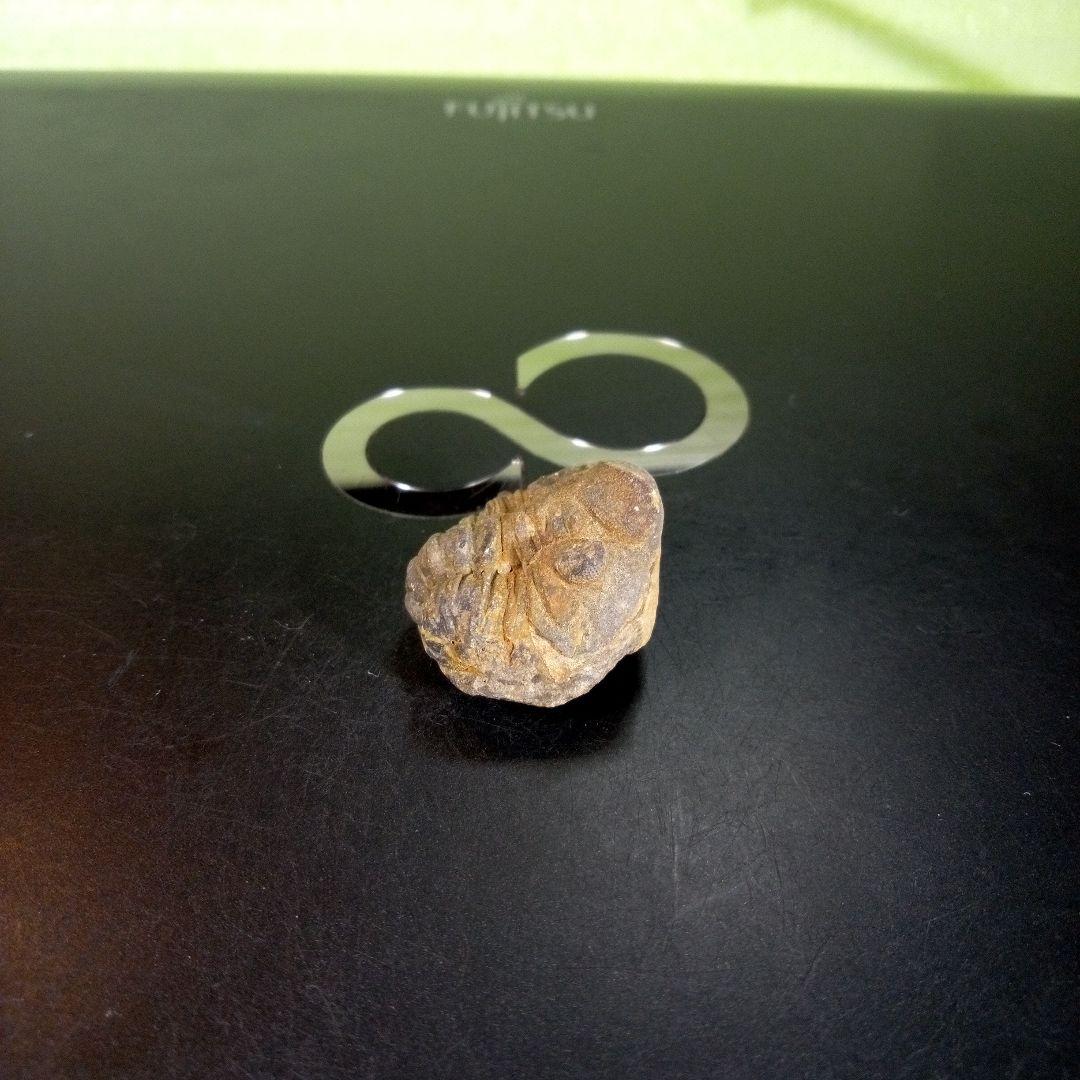 三葉虫　化石　fossil　海　ボリビア産　trilobite　海生動物判別⑥