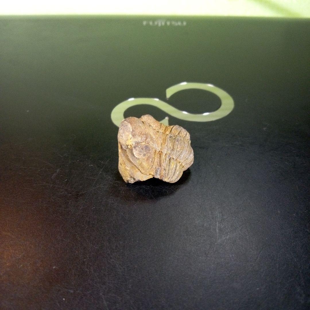 三葉虫　化石　fossil　海　ボリビア産　trilobite　海生動物判別⑥