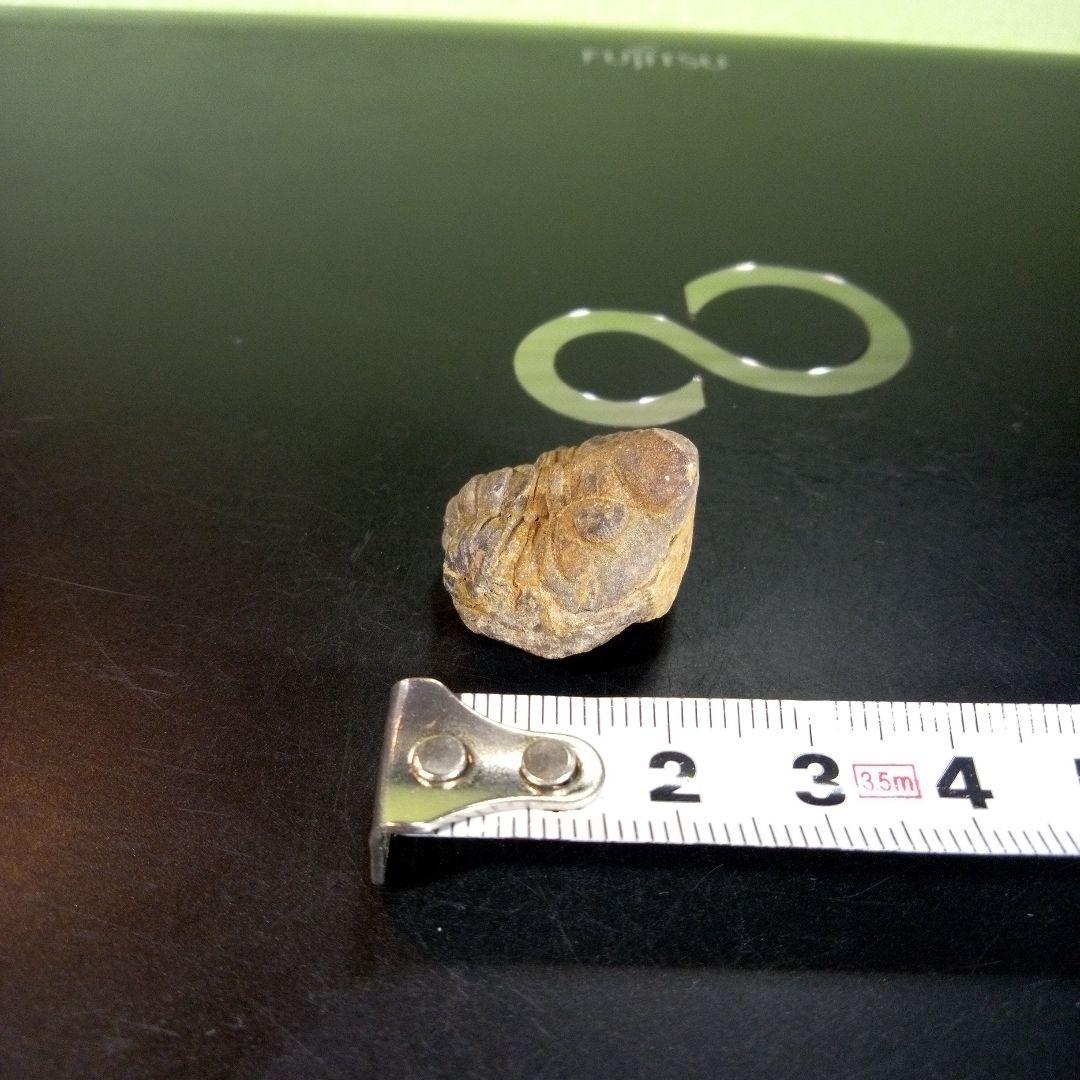 三葉虫　化石　fossil　海　ボリビア産　trilobite　海生動物判別⑥