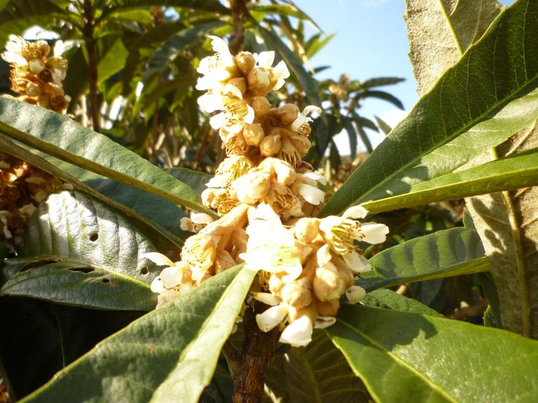 安心の日本みつばち 芳醇糖度80％優良品 非加熱 春はちみつ1,100ｇ