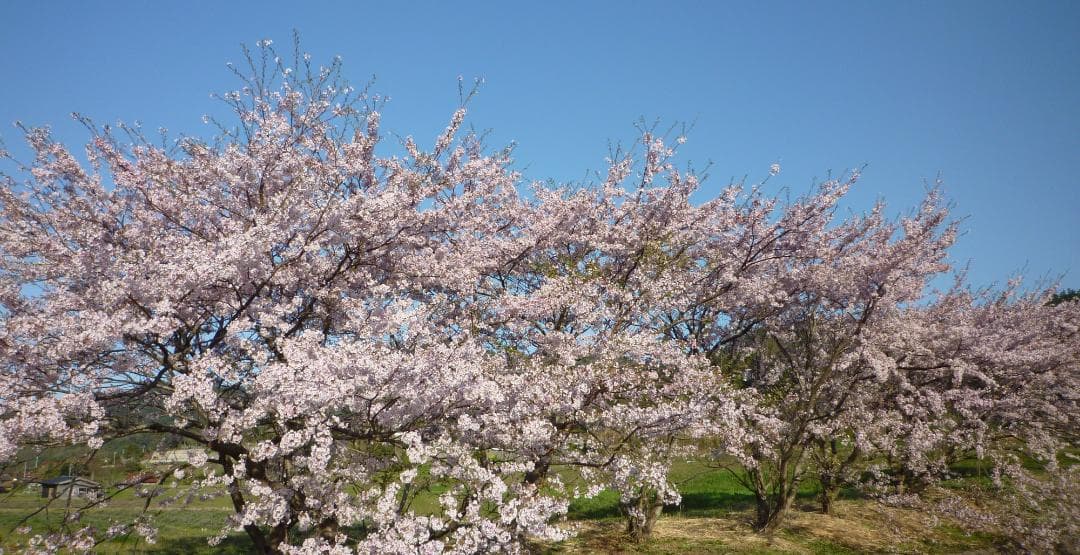 安心の日本みつばち 芳醇糖度80％優良品 非加熱 春はちみつ1,100ｇ