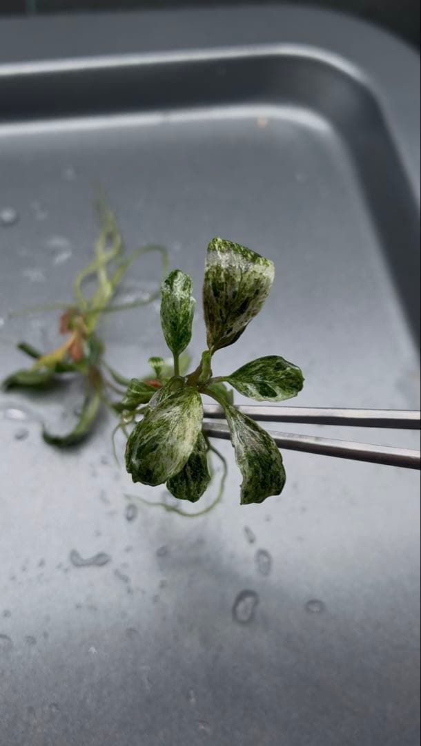 【1月限定】ブセファランドラspバリエガータ(斑入)5本セット