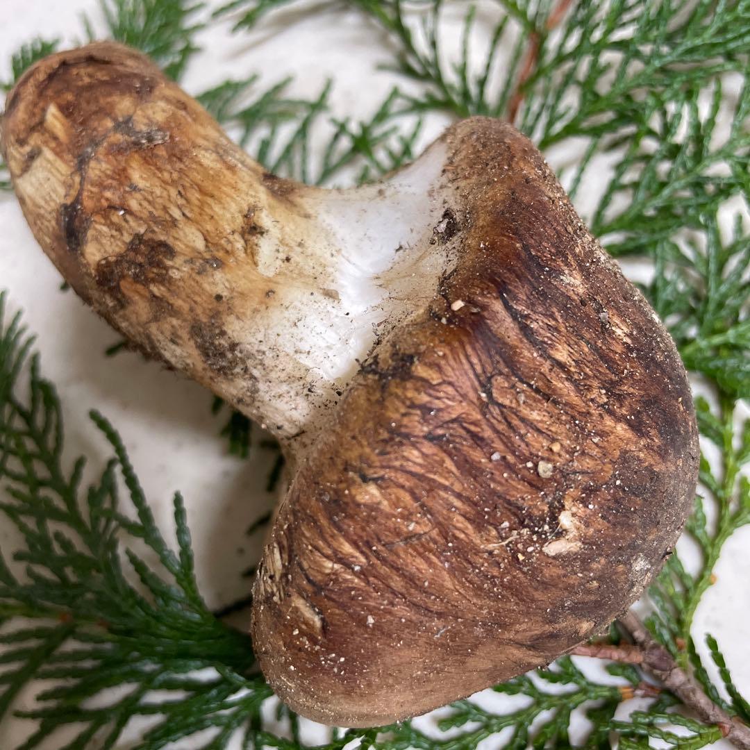 広島県産　松茸　つぼみ