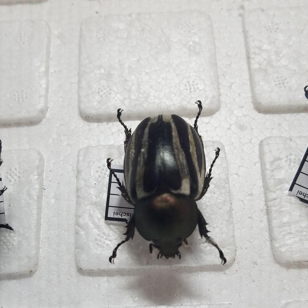 コレクションシリーズセスジタカネミナミカブト-2