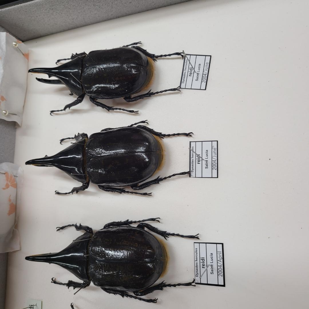 コレクションシリーズセスジタカネミナミカブト-2