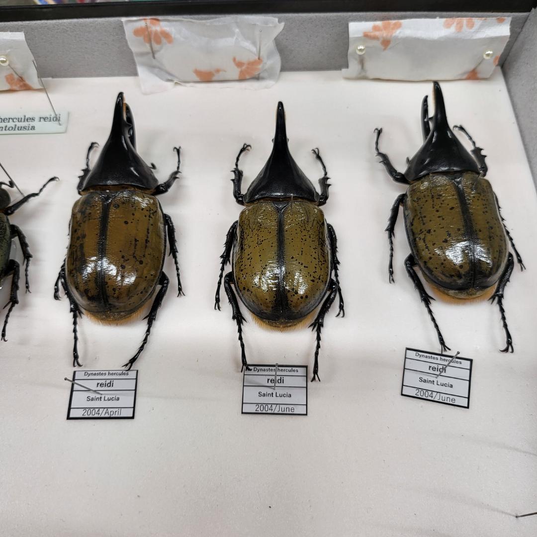 コレクションシリーズセスジタカネミナミカブト-2