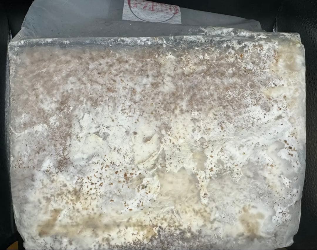 DDA 菌糸ブロック　G-ZERO 8ブロック