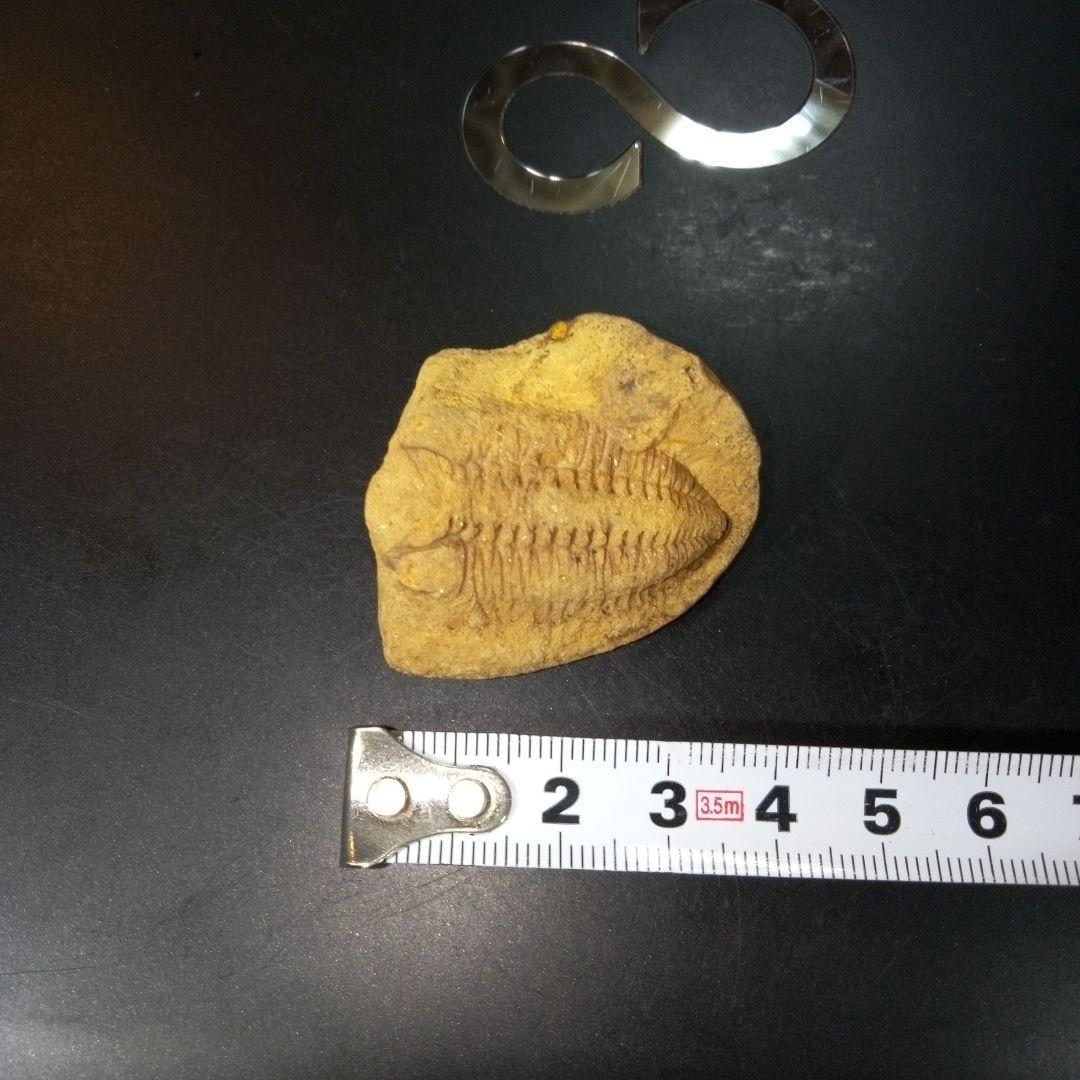 三葉虫　化石　fossil　ボリビア産　レア　Fossil管理⑧