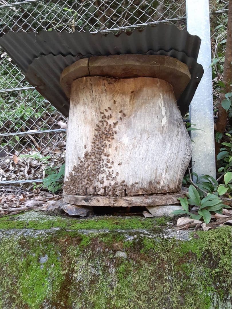 ニホンミツバチの非加熱・無農薬・無添加の生蜂蜜